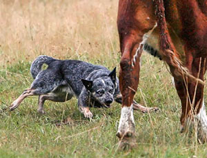 are australian cattle dog aggressive